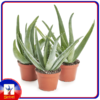 Aloe Vera Plant Indoor (1 piece)
